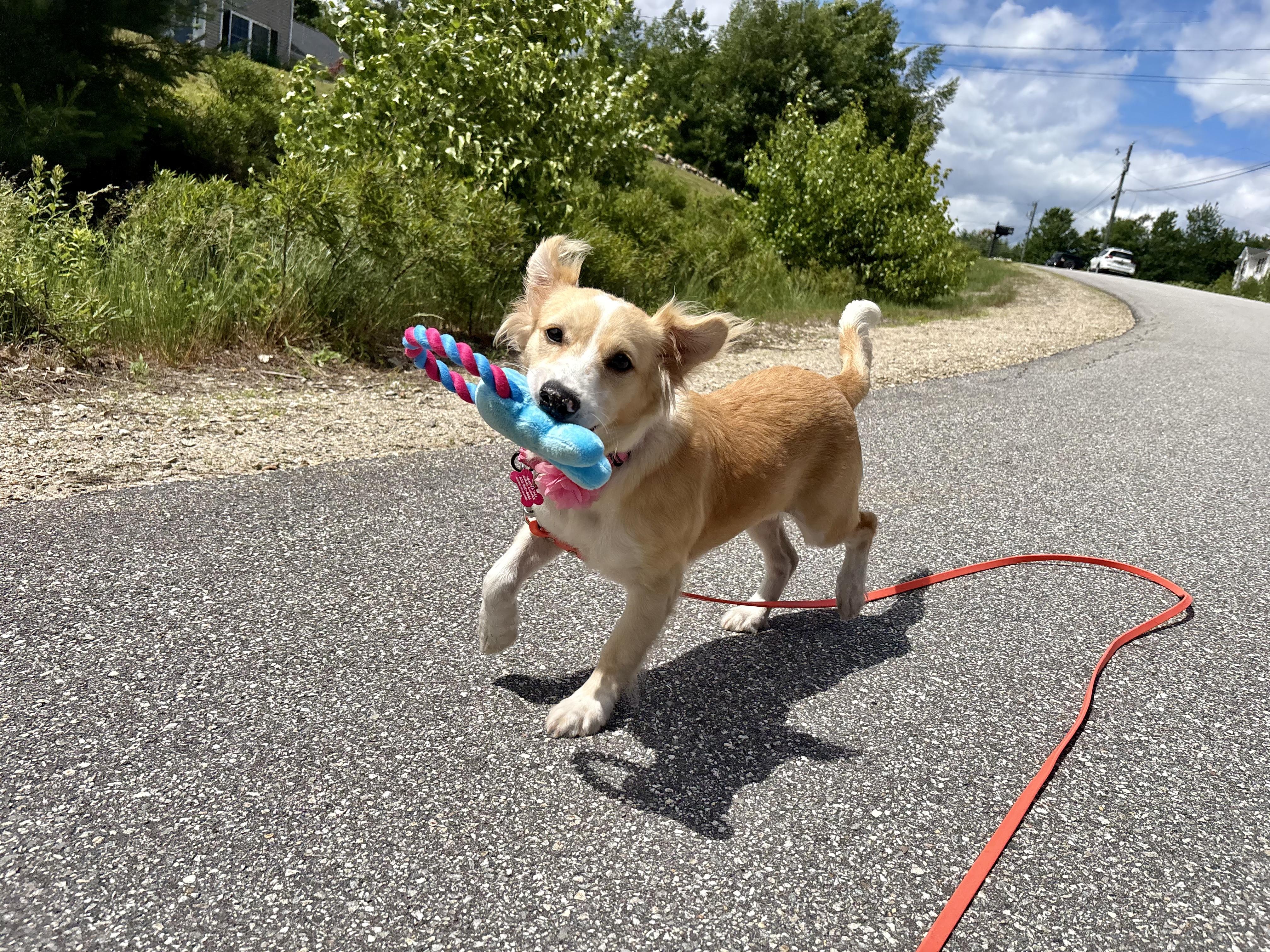 Kimmy, ADOPTABLE, Puppy Female Shetland Sheepdog / Sheltie.