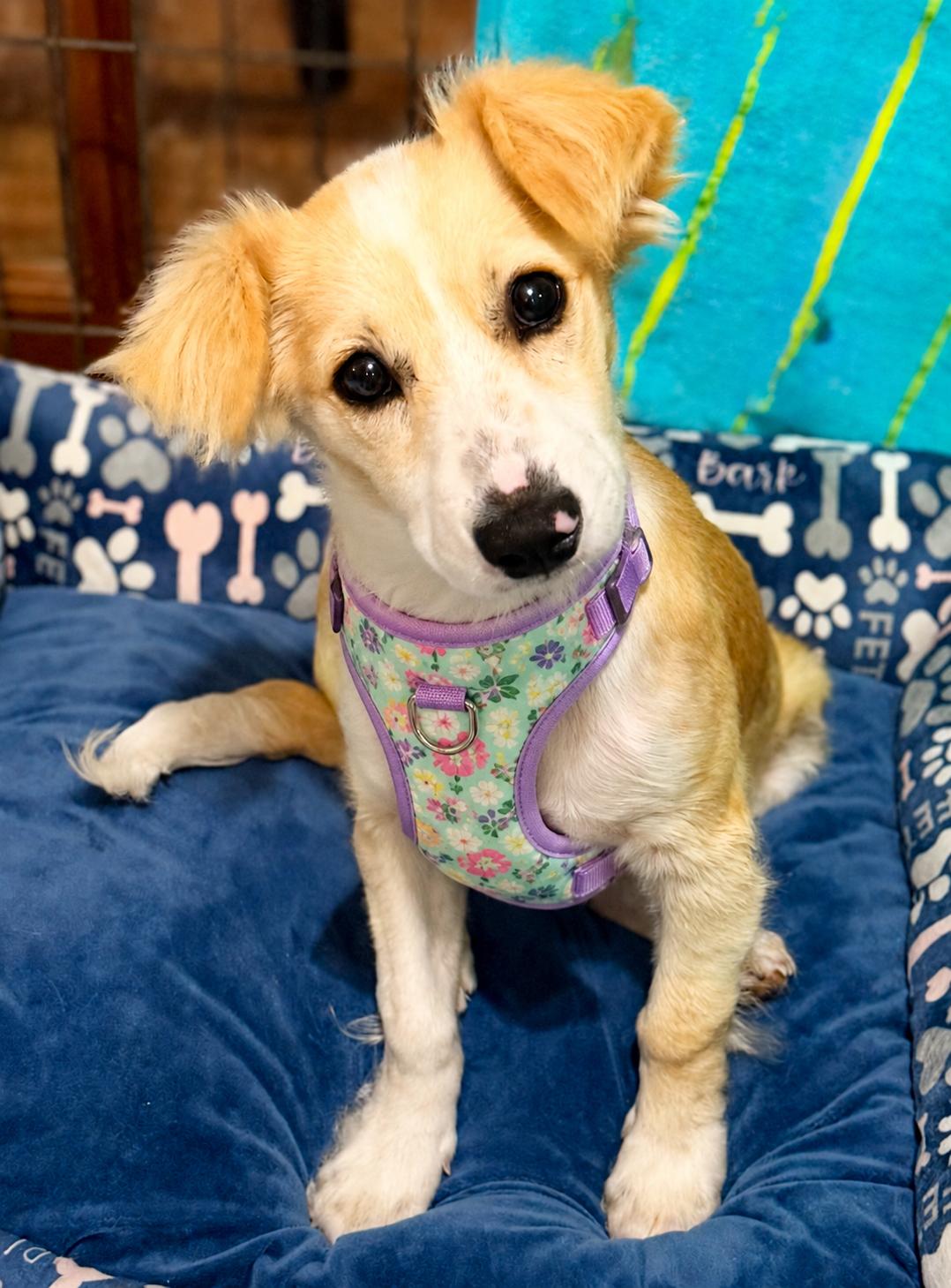 Kimmy, a ADOPTABLE mixed breed in Weare, NH image 4/6