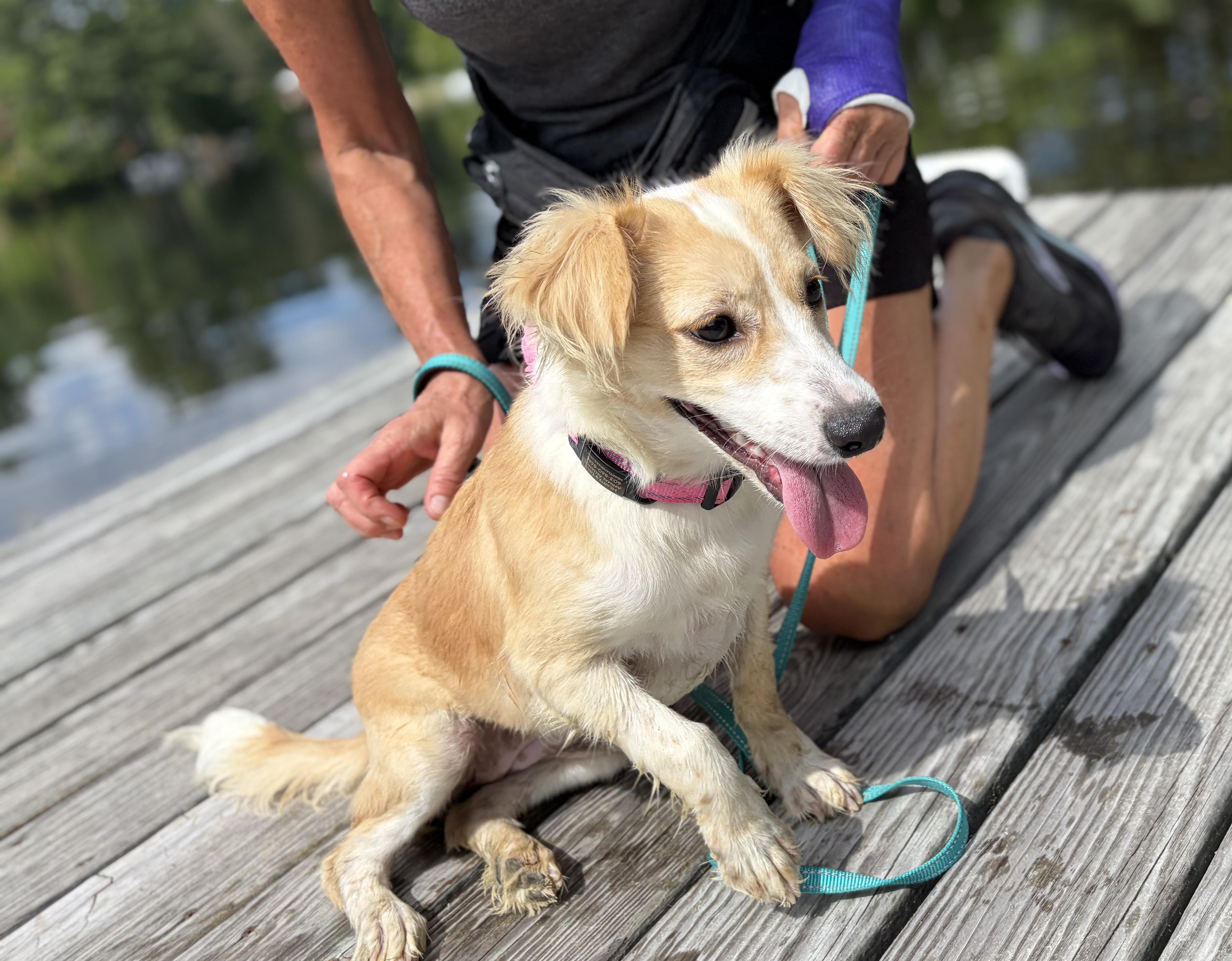 Kimmy, a ADOPTABLE mixed breed in Weare, NH image 3/6