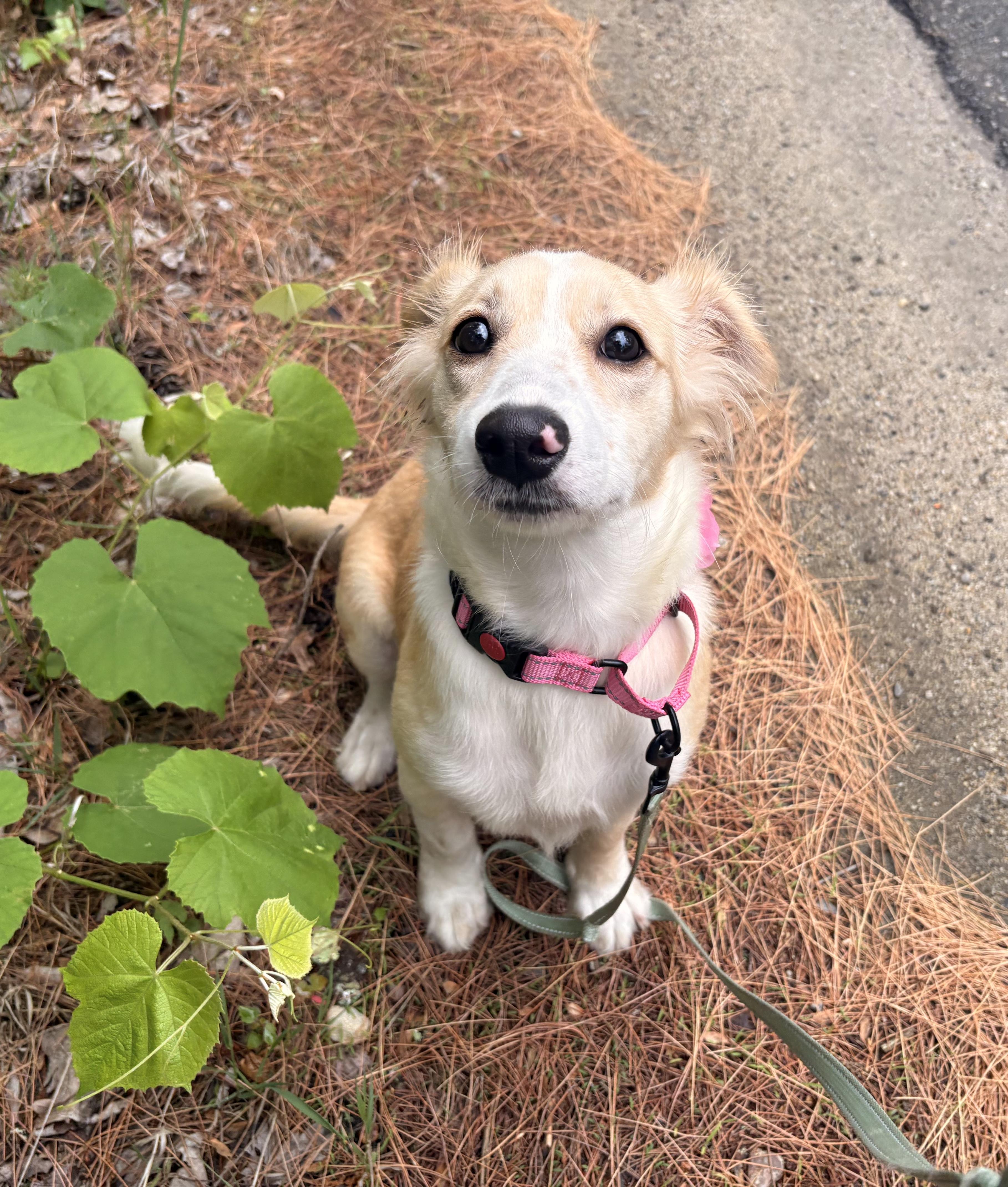 Kimmy, a ADOPTABLE mixed breed in Weare, NH image 6/6