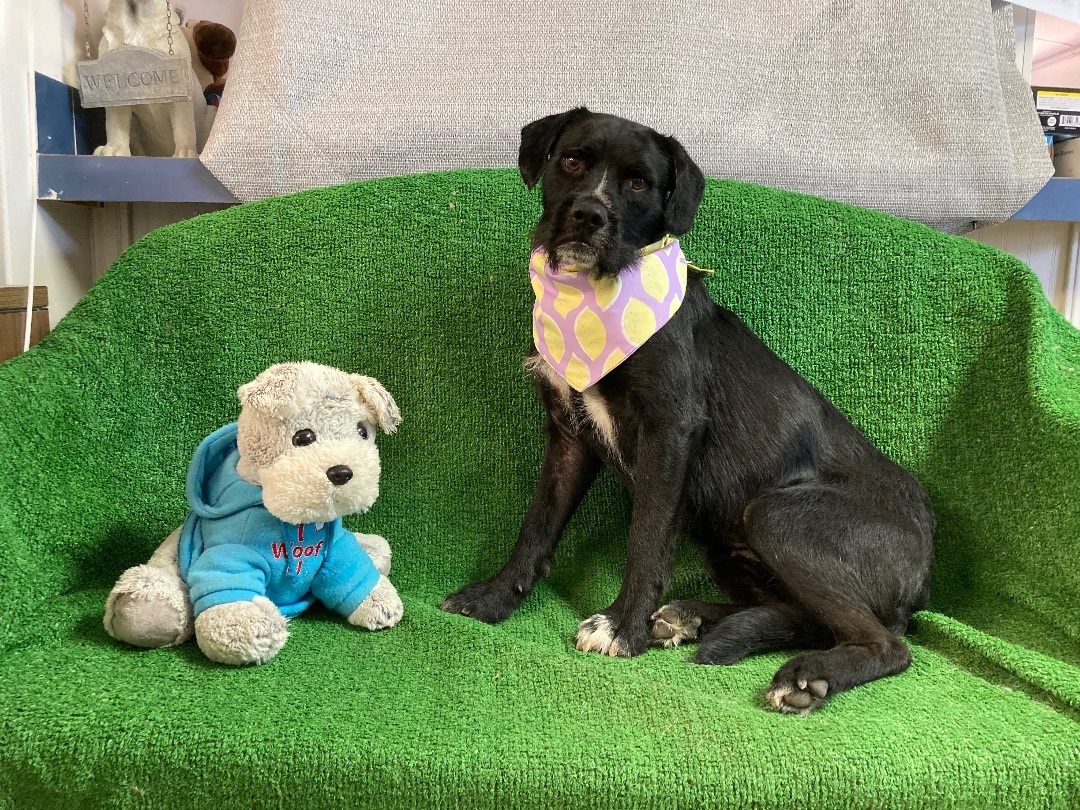 Nessie, a Adoptable mixed breed in El Paso, TX image 1/4