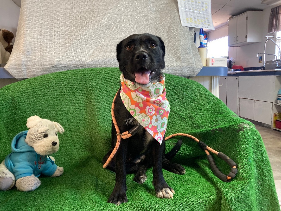 Nessie, a Adoptable mixed breed in El Paso, TX image 2/4