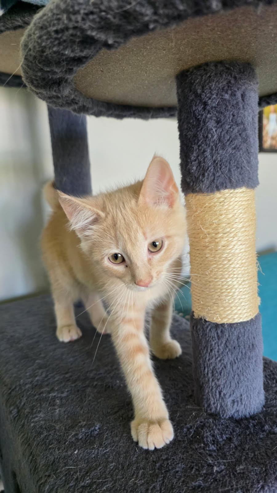 Peacock, a Adopted Domestic Short Hair in Forest Lake, MN image 1/3