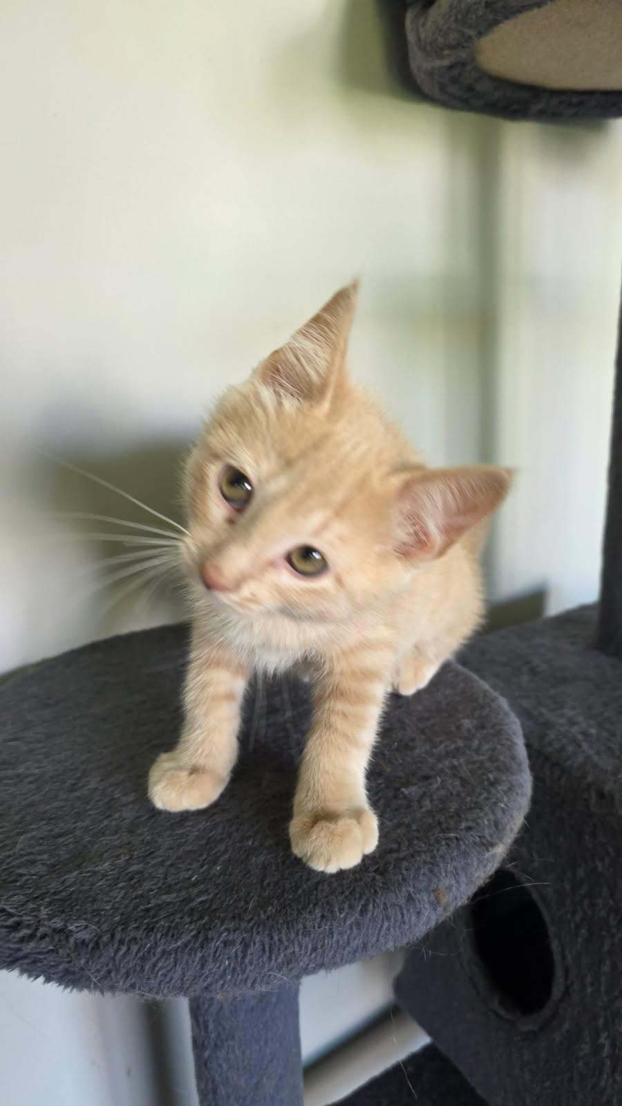Peacock, a Adopted Domestic Short Hair in Forest Lake, MN image 3/3