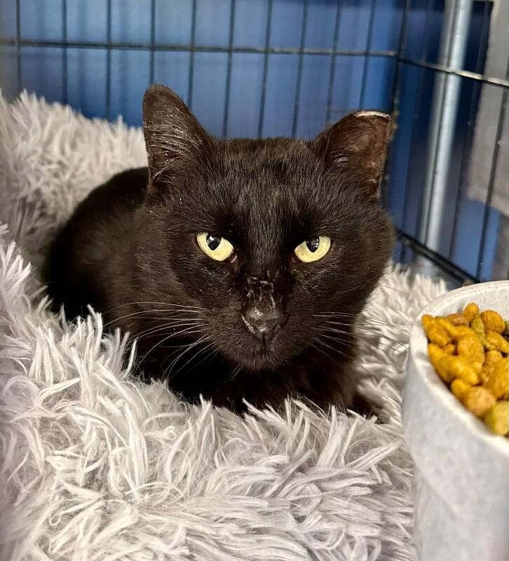 Enlarge Luther, a Adoptable Domestic Short Hair in Belton, MO image 1/6