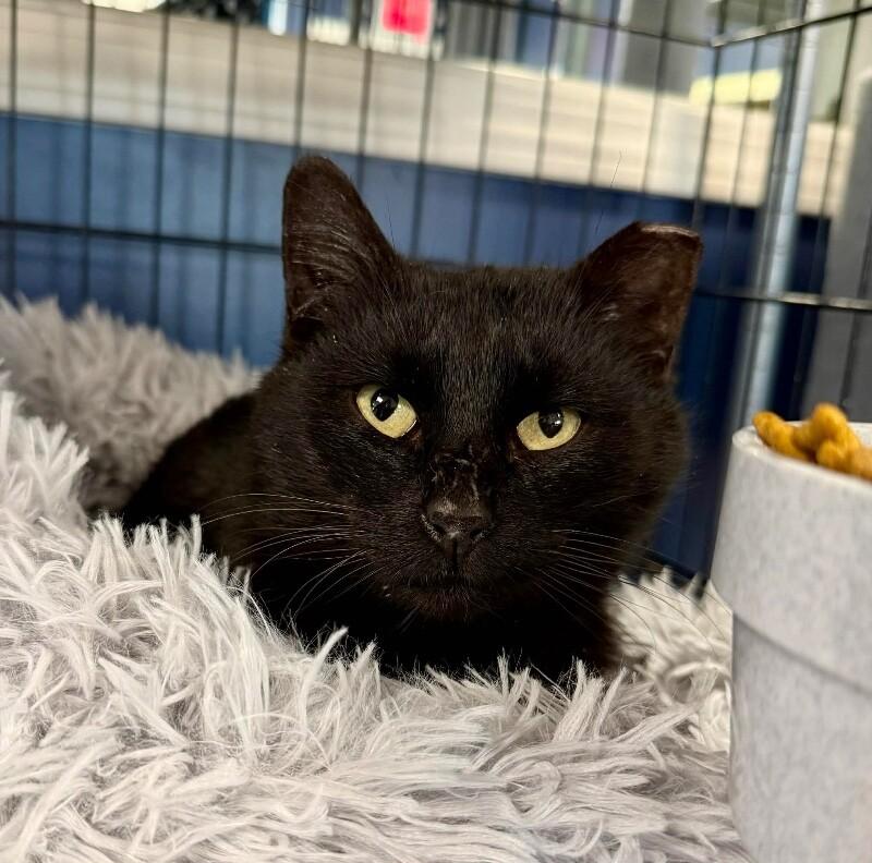 Enlarge Luther, a Adoptable Domestic Short Hair in Belton, MO image 2/6