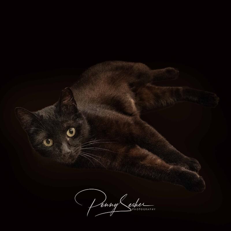 Enlarge Luther, a Adoptable Domestic Short Hair in Belton, MO image 3/6