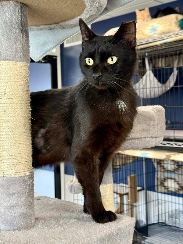 Enlarge Luther, a Adoptable Domestic Short Hair in Belton, MO image 4/6