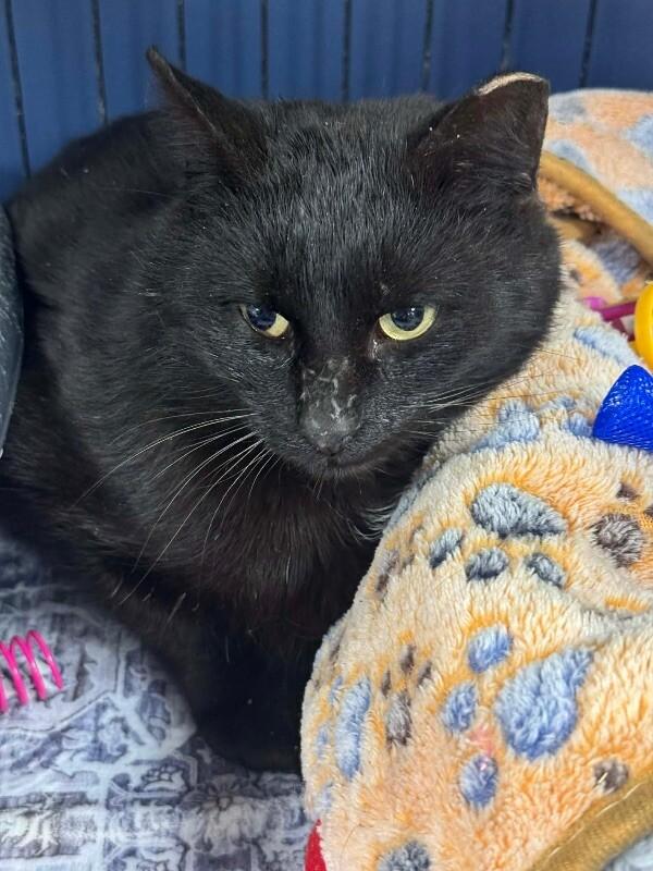 Enlarge Luther, a Adoptable Domestic Short Hair in Belton, MO image 5/6