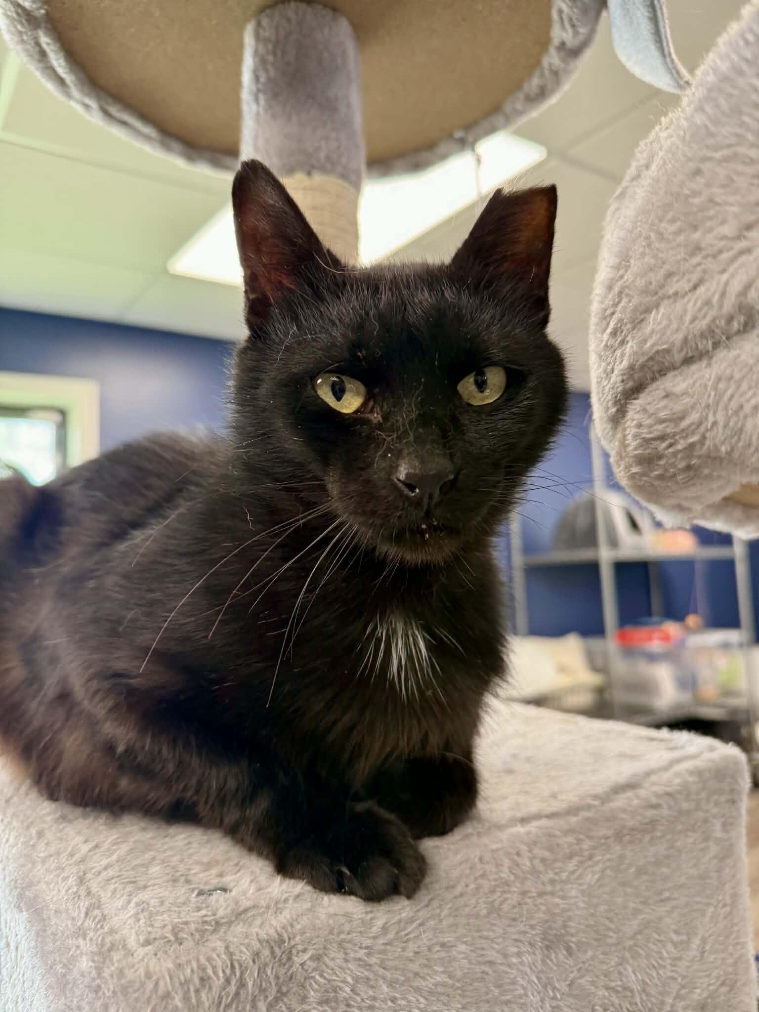 Enlarge Luther, a Adoptable Domestic Short Hair in Belton, MO image 6/6