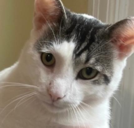 Speedy, ADOPTABLE, Adult Male Domestic Short Hair.