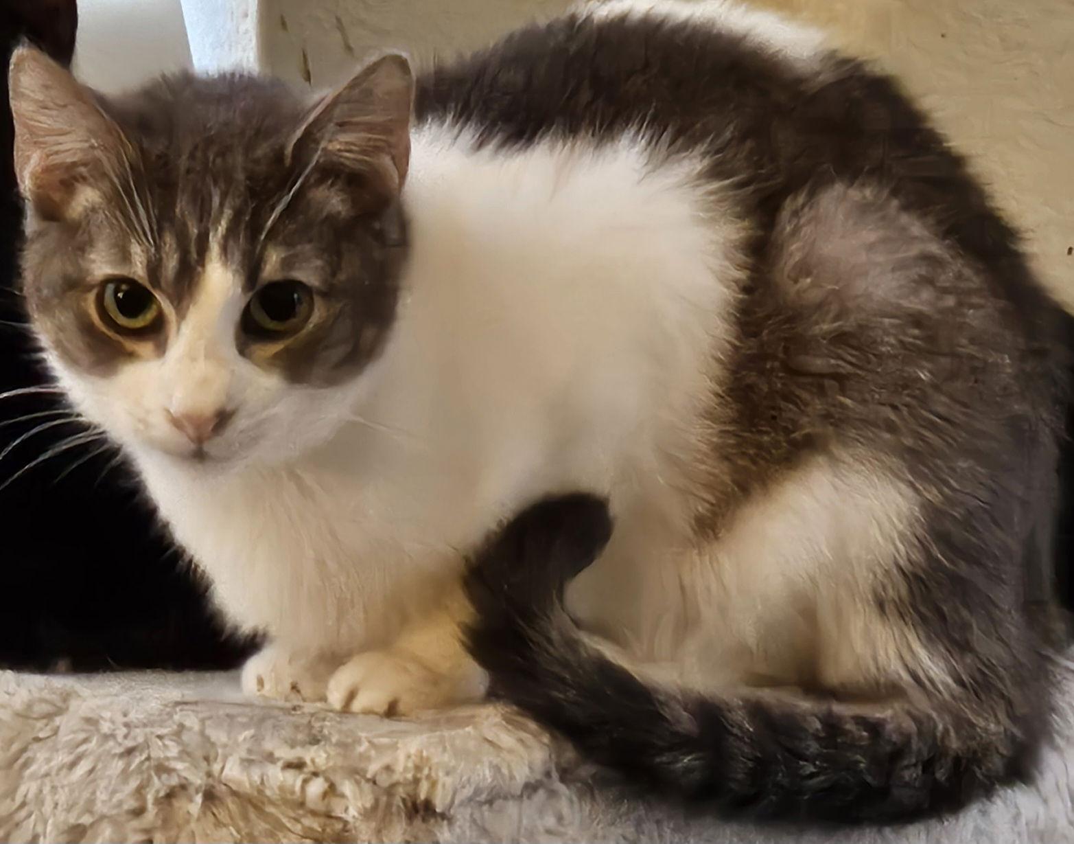 Tom Servo, Adoptable, Young Male Domestic Short Hair.