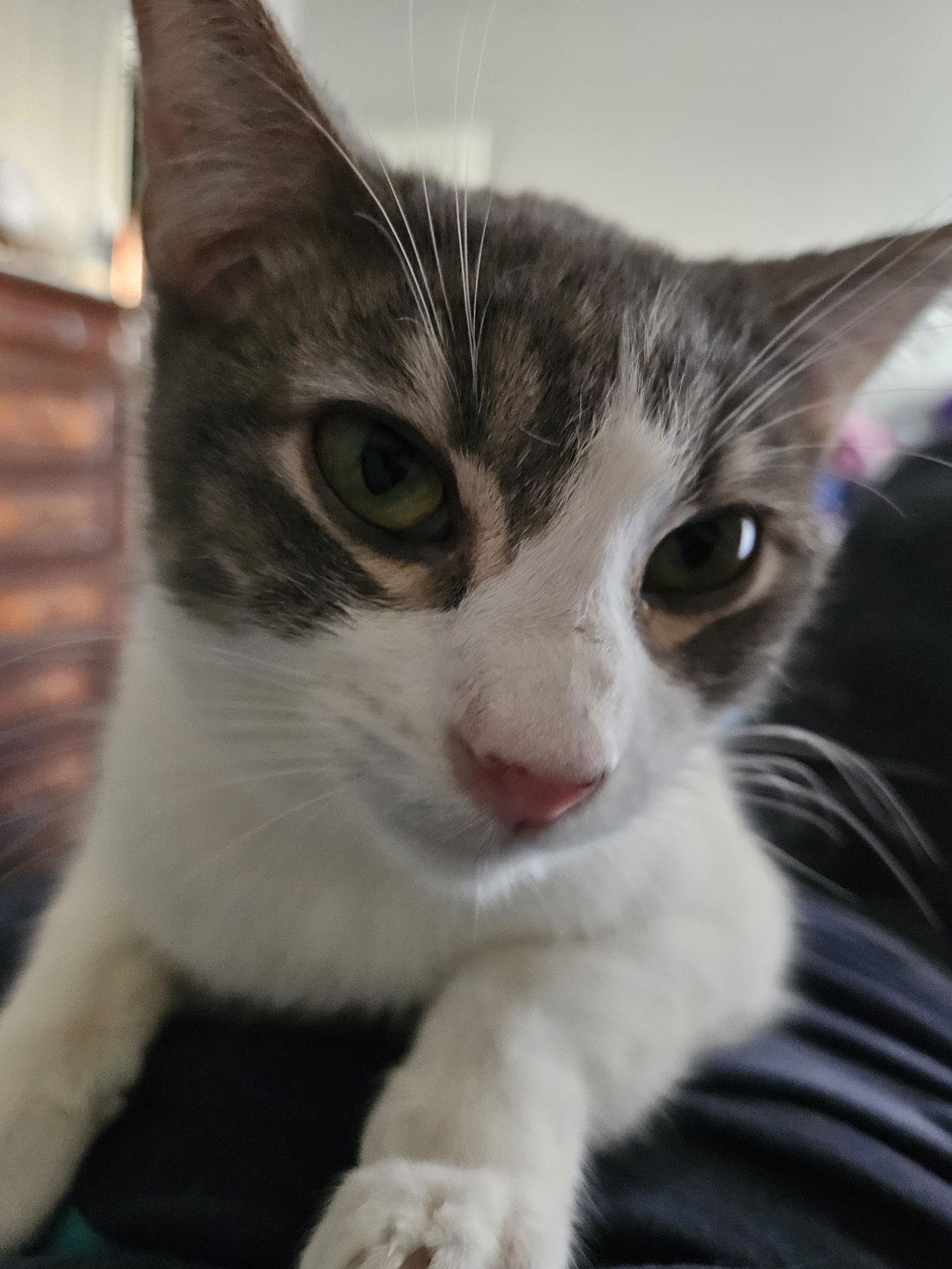 Tom Servo, Adoptable, Young Male Domestic Short Hair.