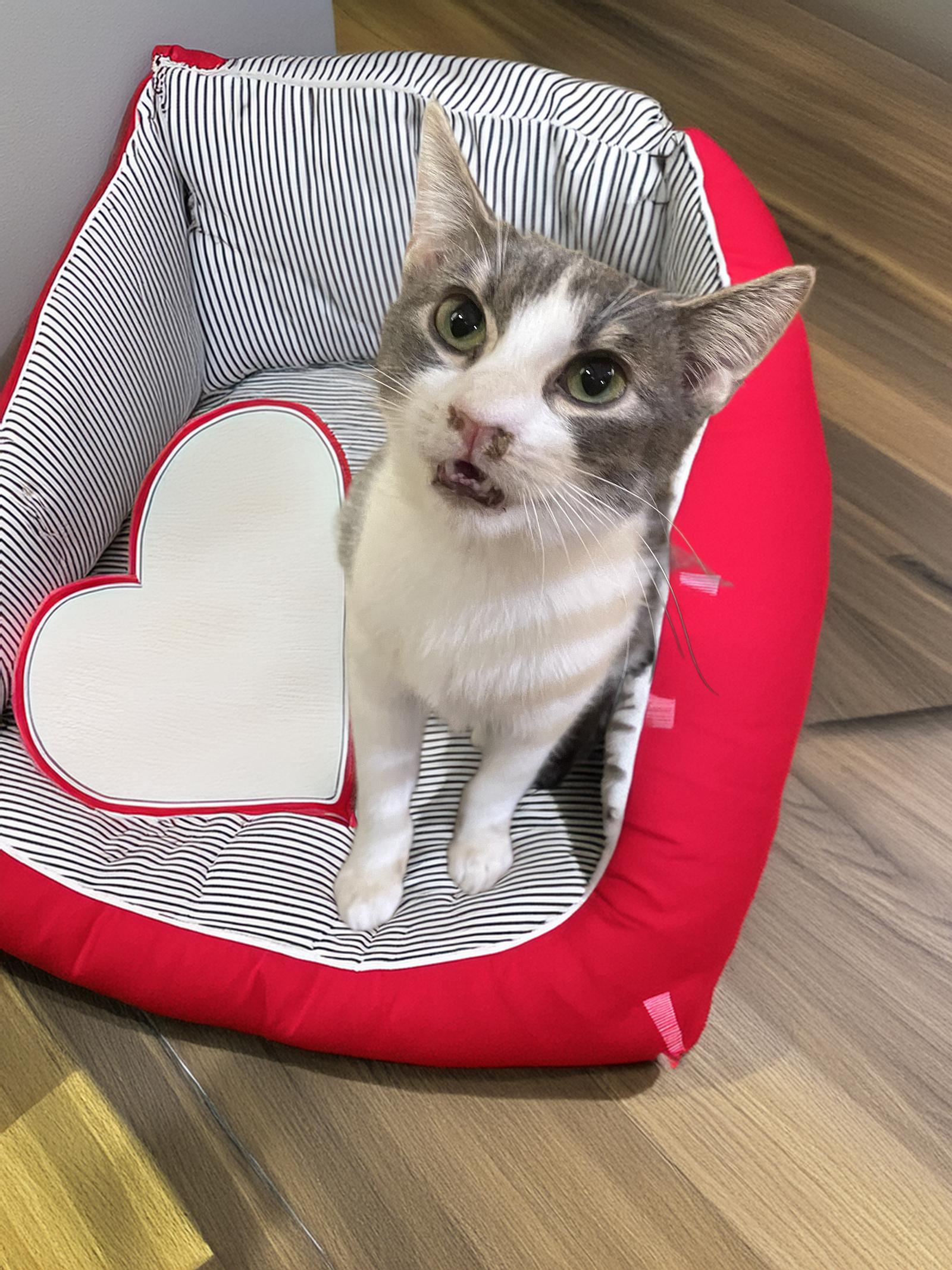 Tom Servo, a Adoptable Domestic Short Hair in Chandler, AZ image 2/3