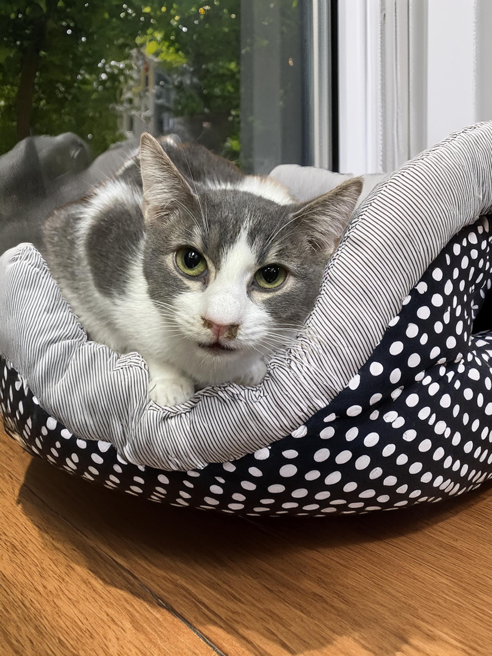 Tom Servo, a Adoptable Domestic Short Hair in Chandler, AZ image 3/3