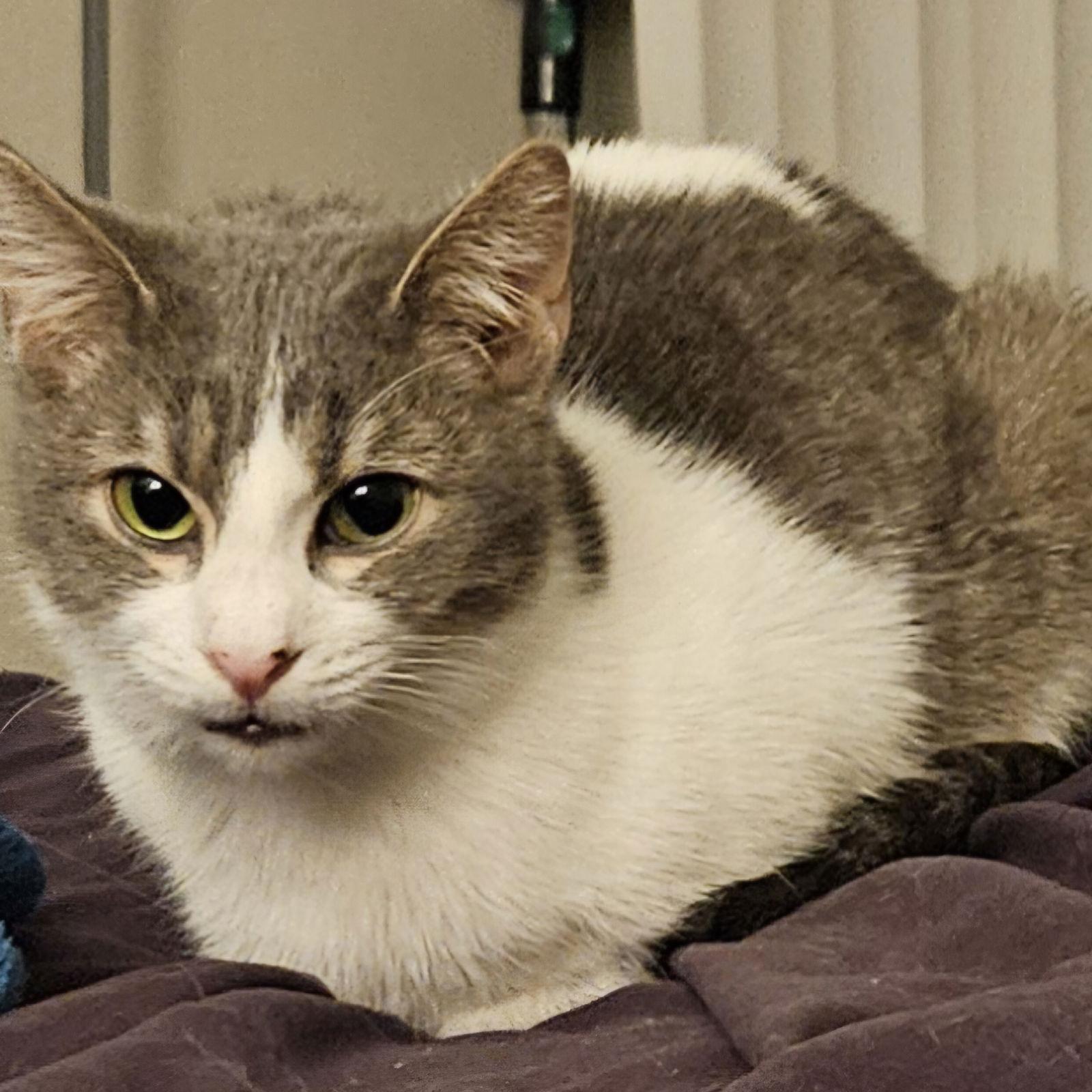 Enlarge Tom Servo, a Adoptable Domestic Short Hair in Chandler, AZ image 2/3