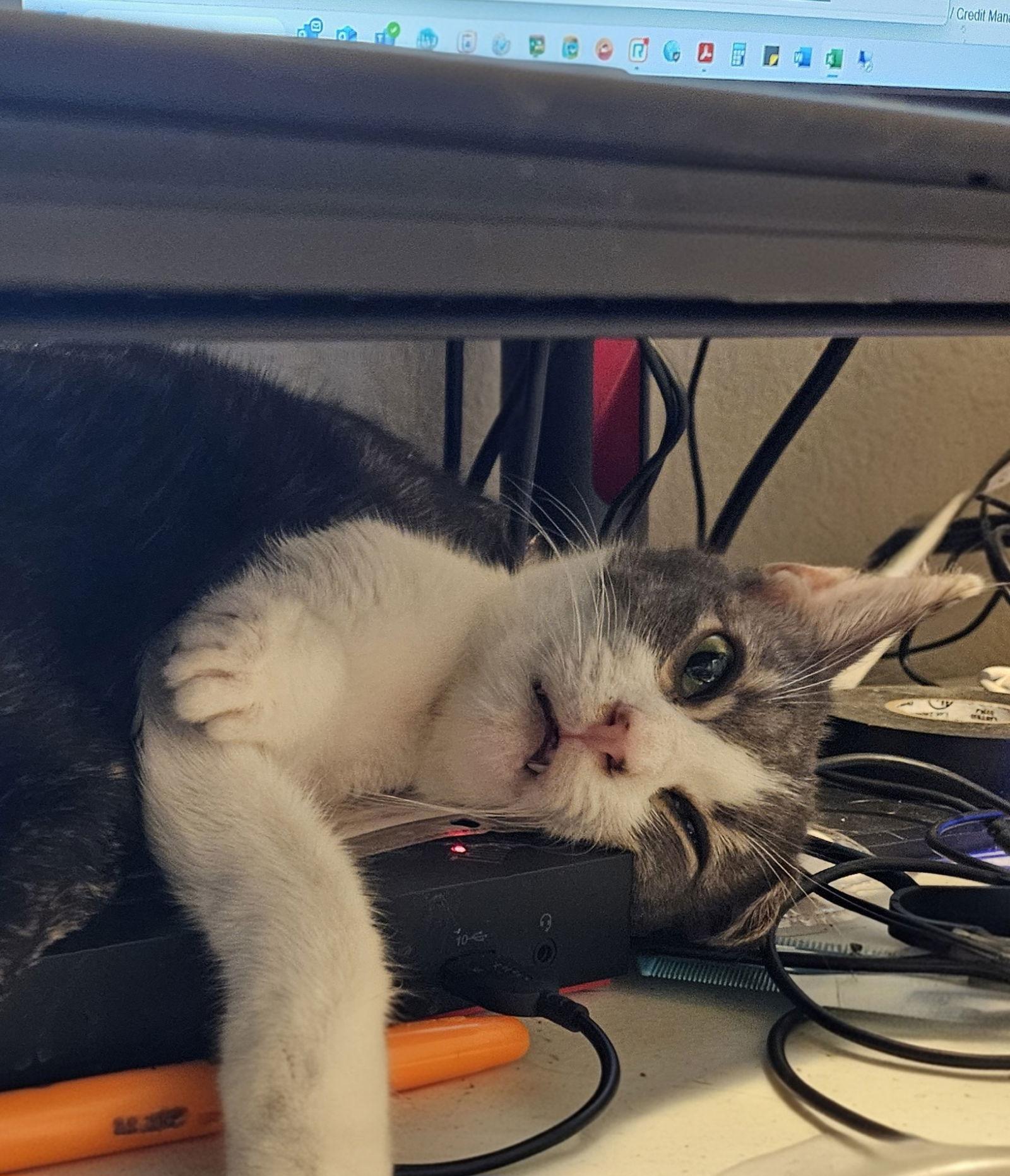 Enlarge Tom Servo, a Adoptable Domestic Short Hair in Chandler, AZ image 3/3