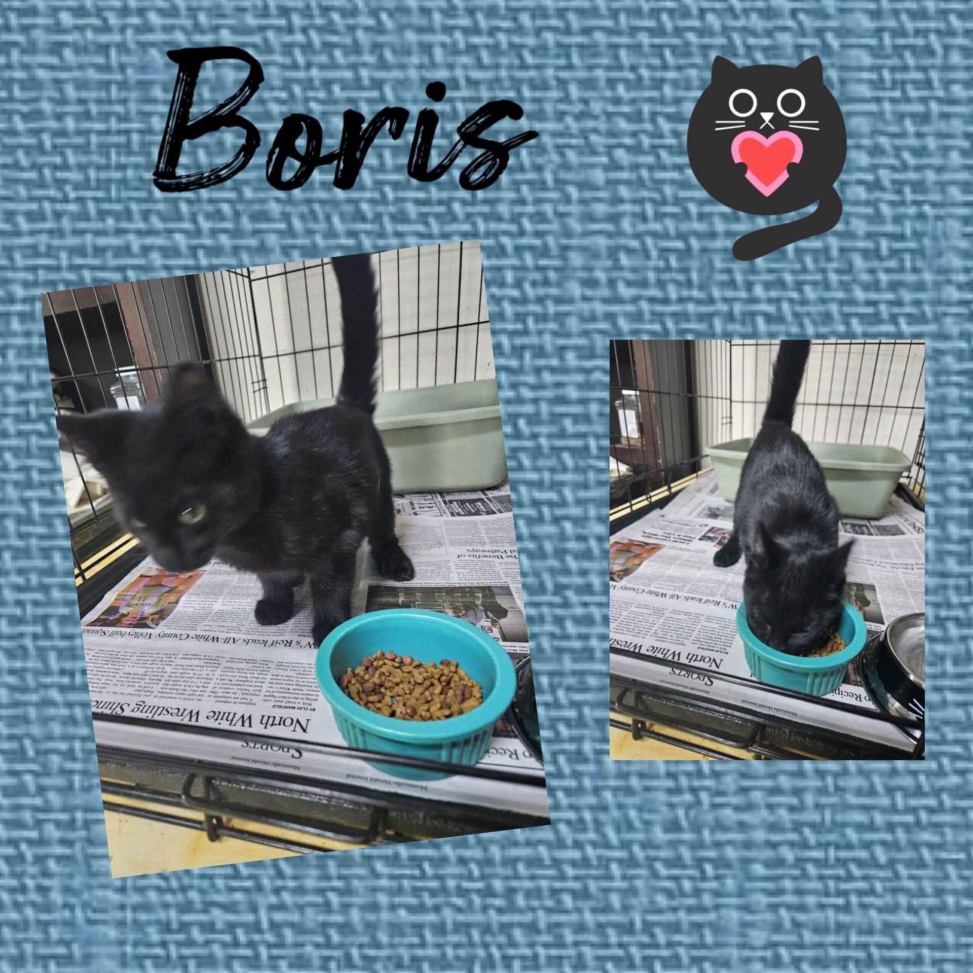 Boris, ADOPTABLE, Kitten Male Domestic Short Hair.