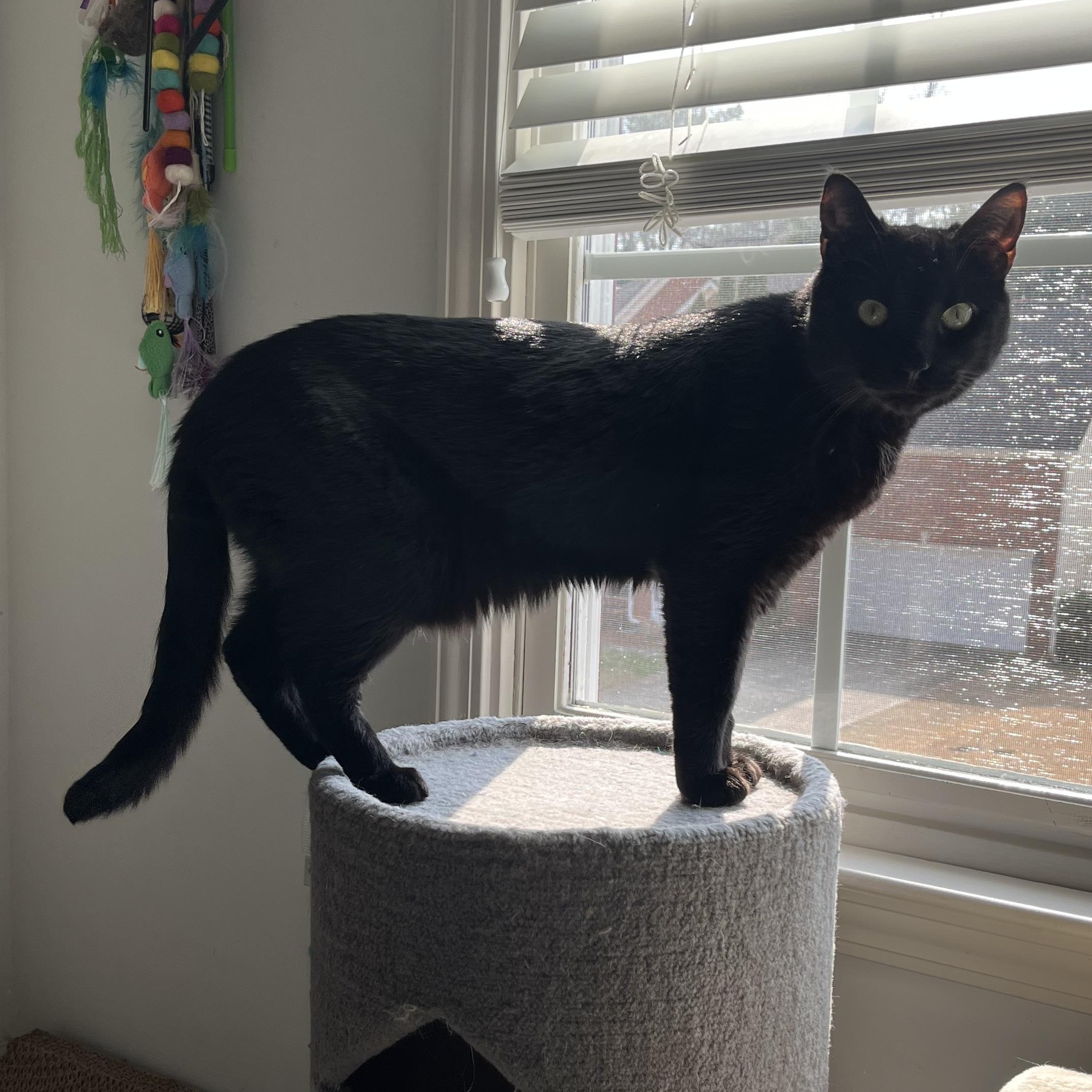 Enlarge Pickles, a ADOPTABLE Domestic Short Hair in Duluth, GA image 3/3