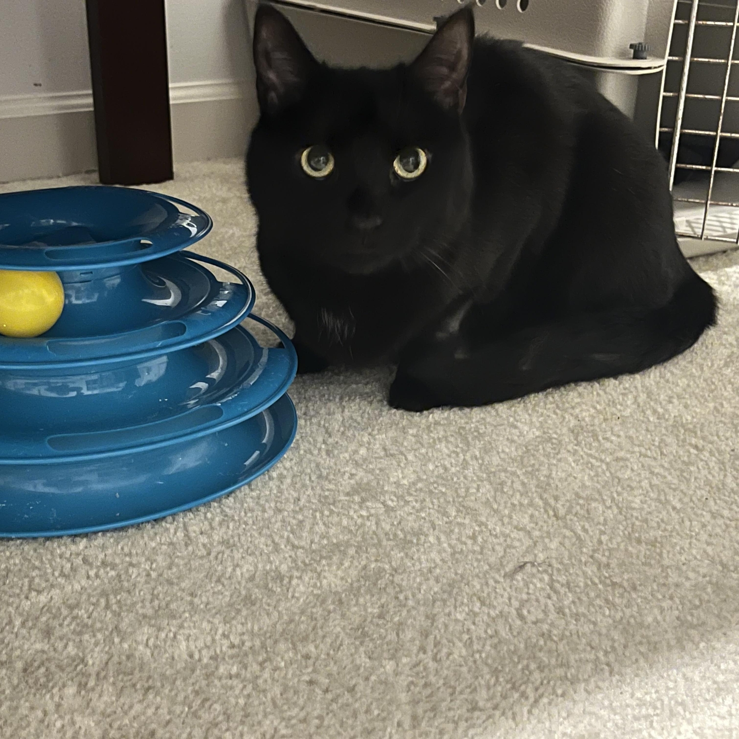 Enlarge Pickles, a ADOPTABLE Domestic Short Hair in Duluth, GA image 2/3