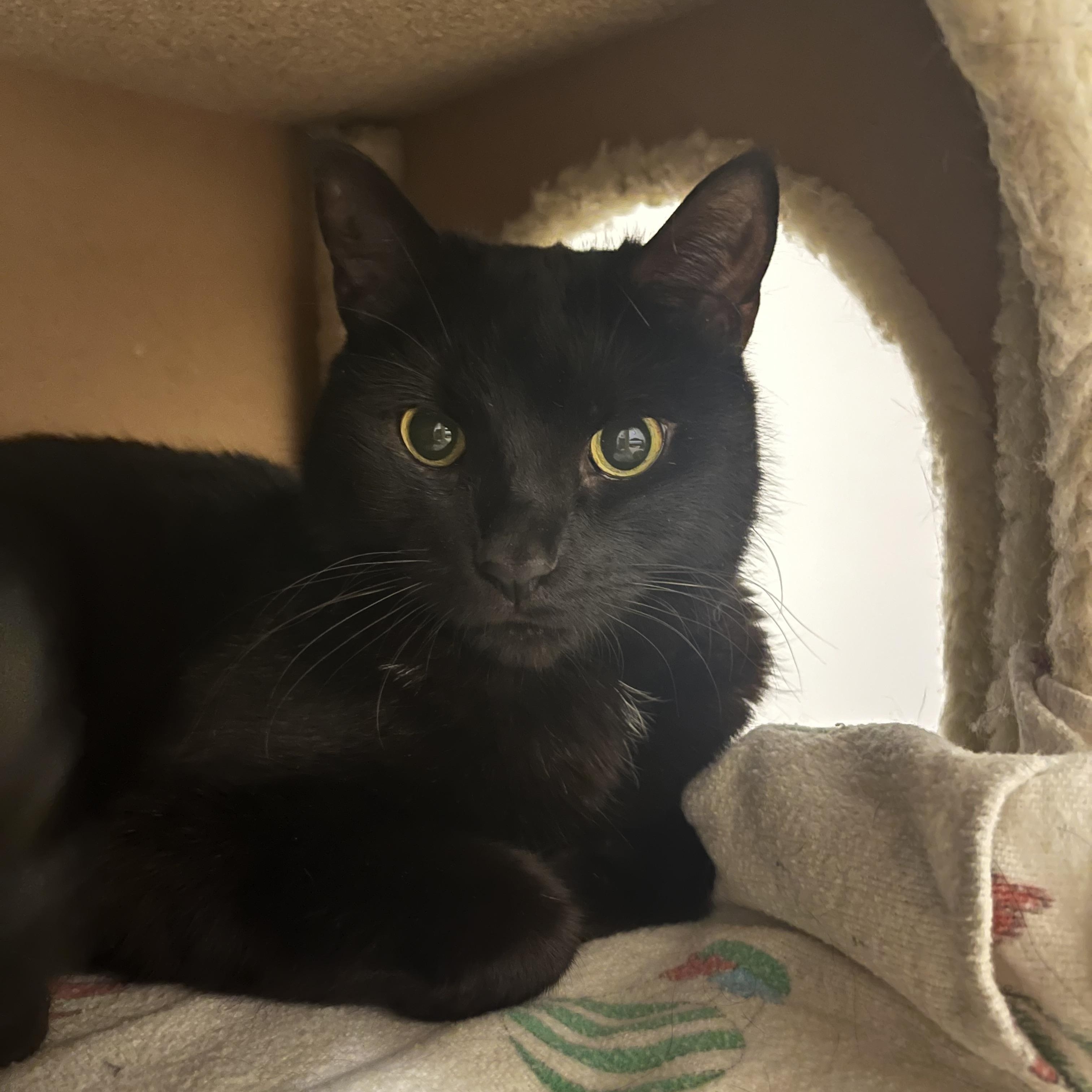 Pickles, ADOPTABLE, Adult Male Domestic Short Hair.