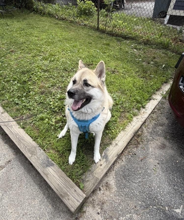 Enlarge Asha, a Adoptable mixed breed in New Bedford, MA image 2/6