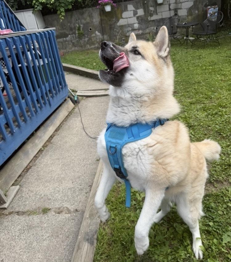 Enlarge Asha, a Adoptable mixed breed in New Bedford, MA image 6/6