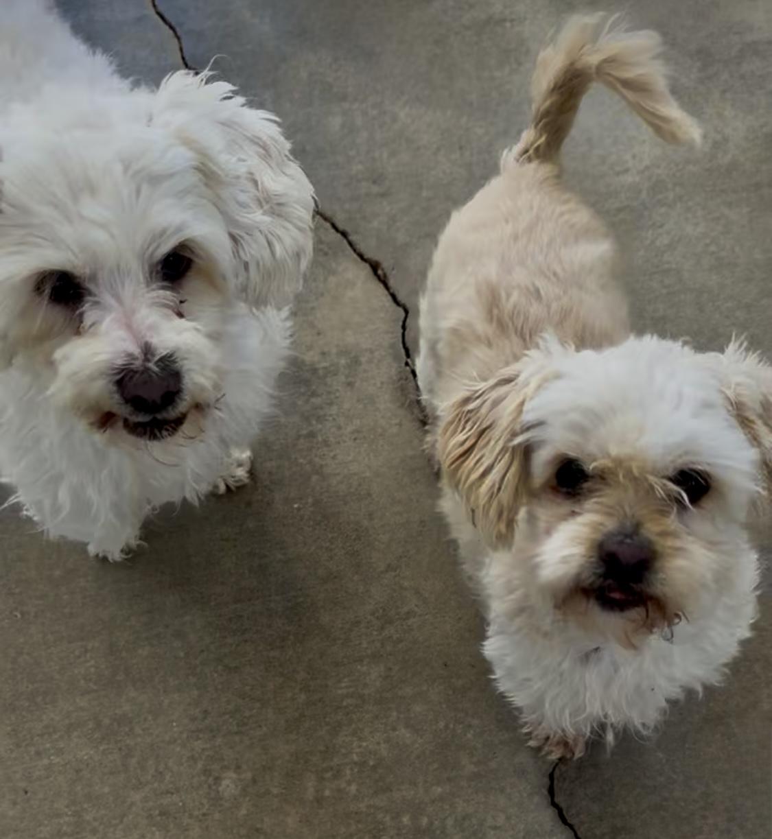 Enlarge Sanderson Sisters, a Adoptable mixed breed in Littlerock, CA image 2/6