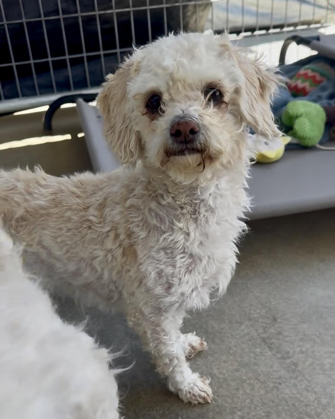 Enlarge Sanderson Sisters, a Adoptable mixed breed in Littlerock, CA image 3/6