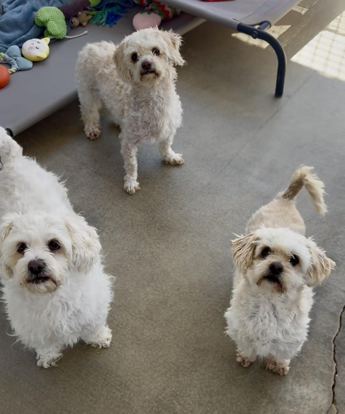 Sanderson Sisters, Adoptable, Senior Female Miniature Poodle.
