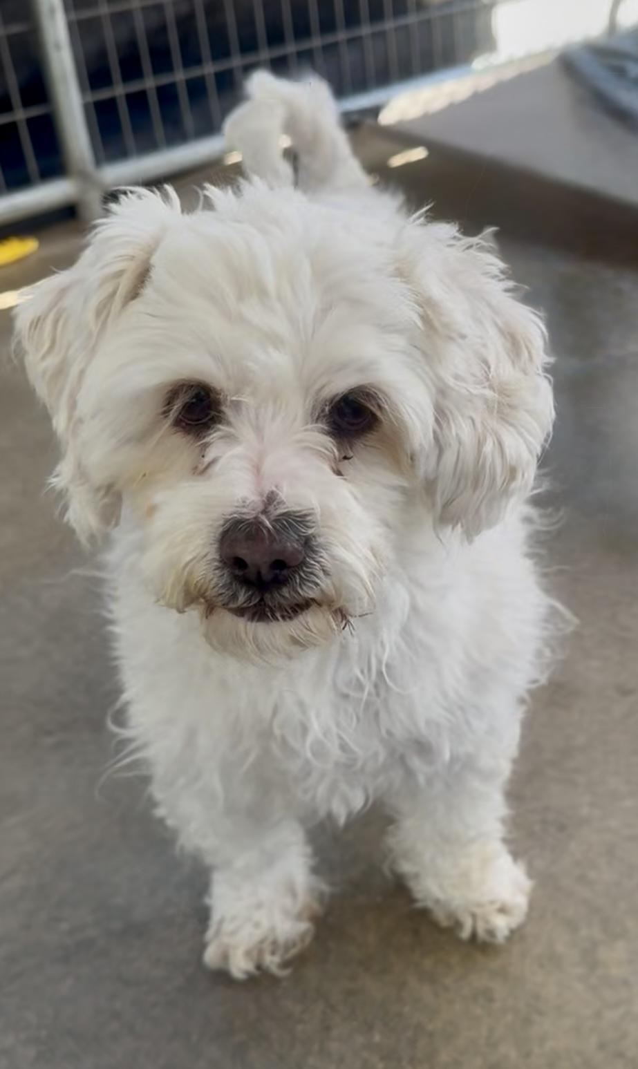 Enlarge Sanderson Sisters, a Adoptable mixed breed in Littlerock, CA image 4/6