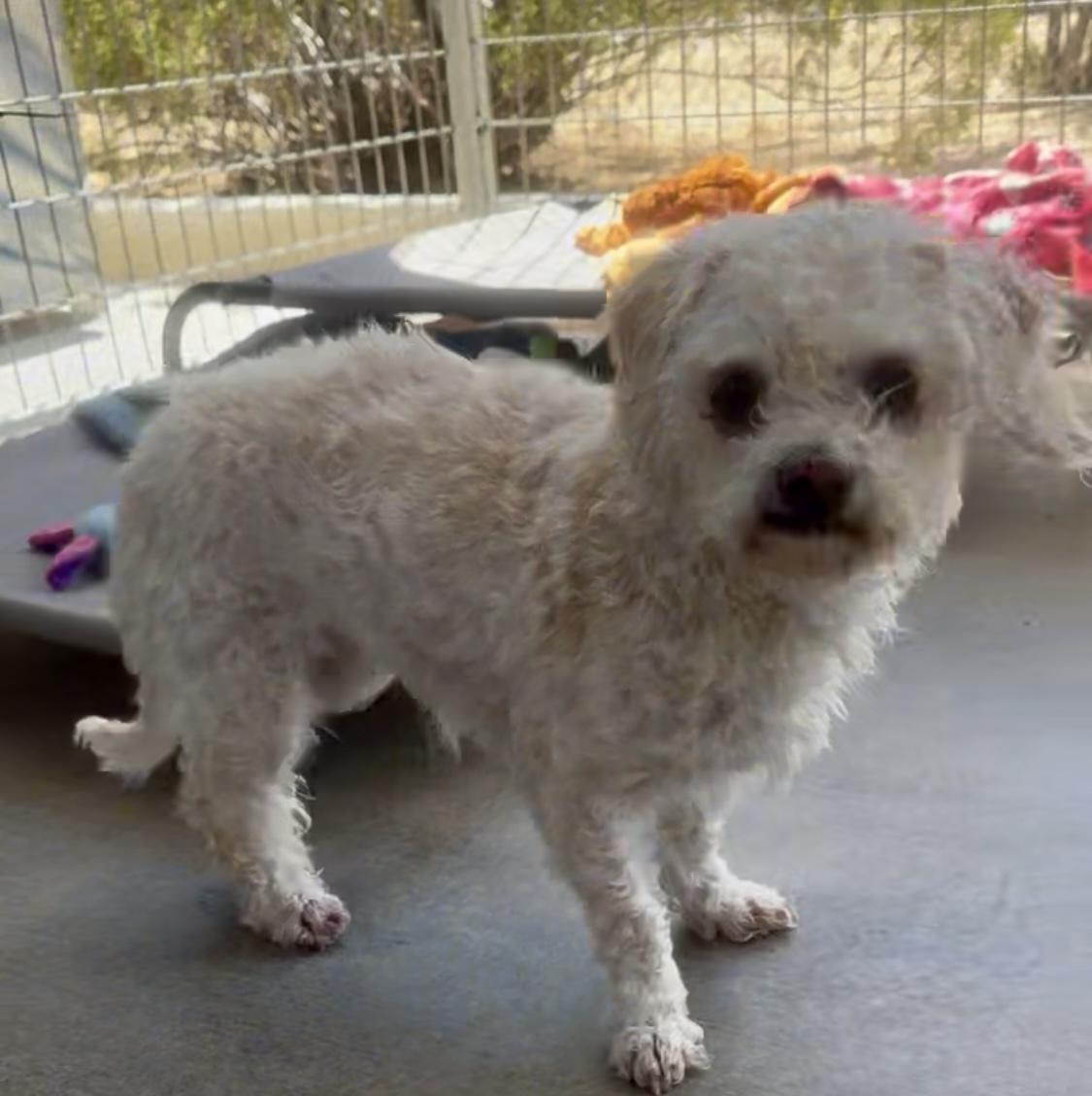 Enlarge Sanderson Sisters, a Adoptable mixed breed in Littlerock, CA image 5/6