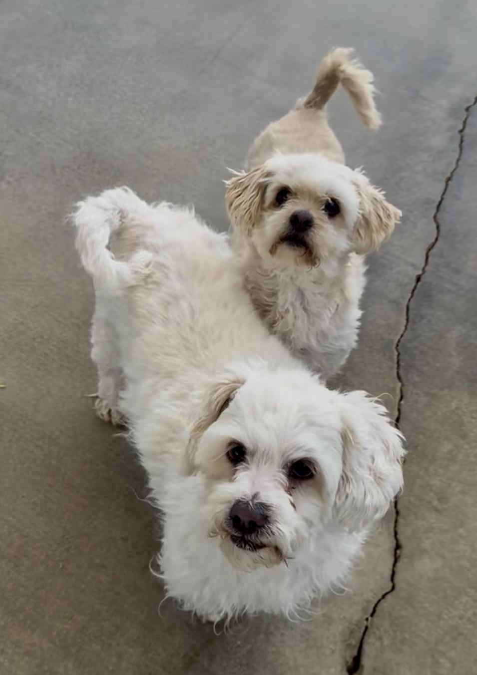 Enlarge Sanderson Sisters, a Adoptable mixed breed in Littlerock, CA image 6/6