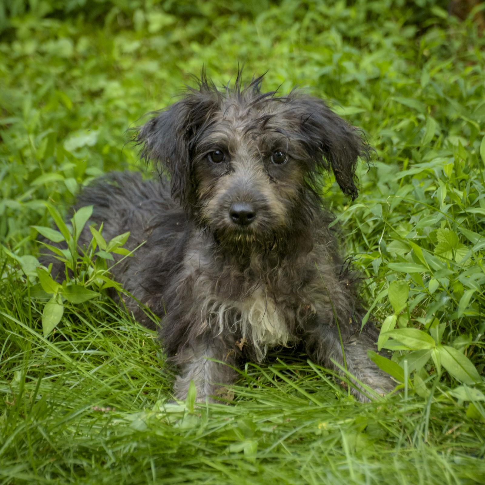 Enlarge Sonnet-10/15/26, a Adopted Wirehaired Terrier in Lambertville, NJ image 2/4