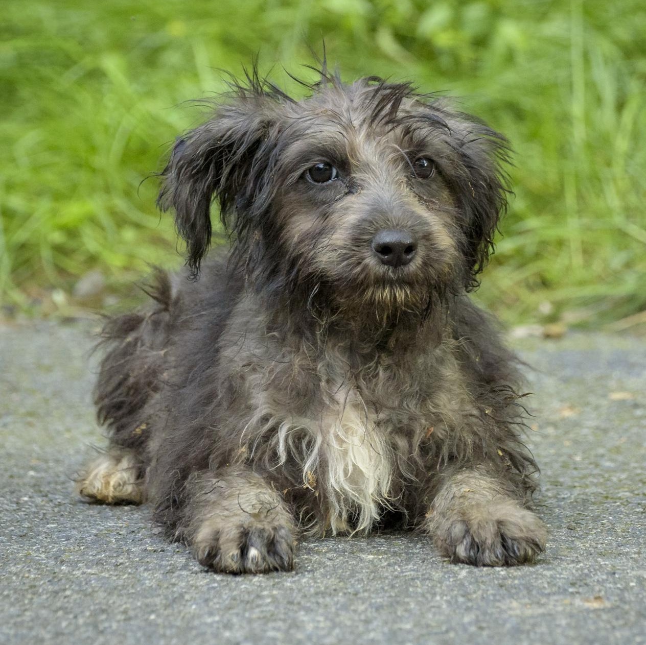 Enlarge Sonnet-10/15/26, a Adopted Wirehaired Terrier in Lambertville, NJ image 1/4