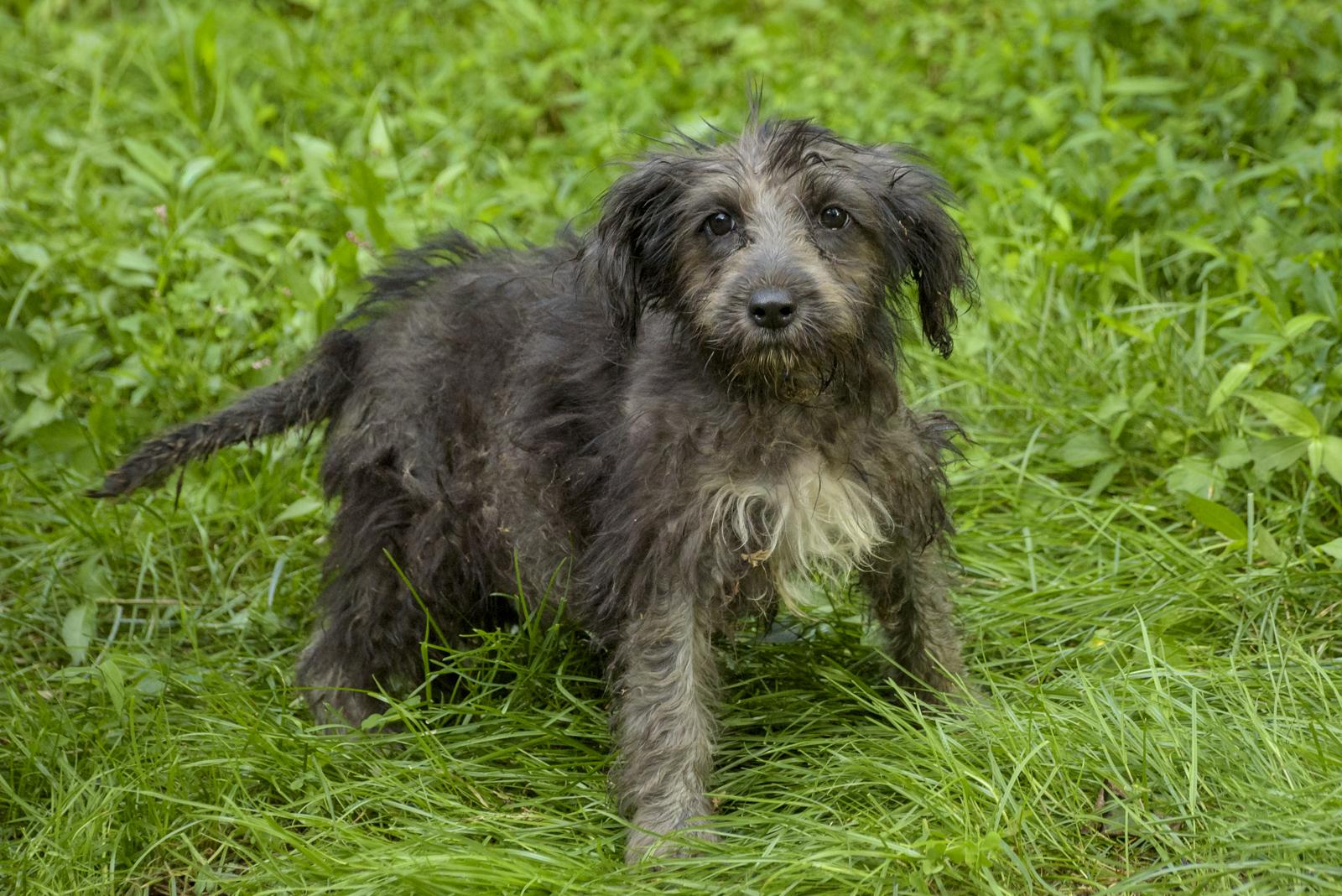 Enlarge Sonnet-10/15/26, a Adopted Wirehaired Terrier in Lambertville, NJ image 4/4