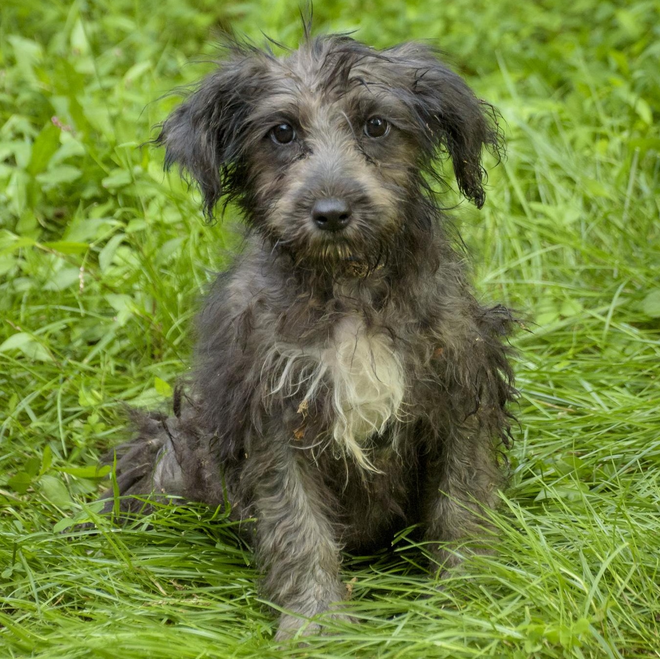 Enlarge Sonnet-10/15/26, a Adopted Wirehaired Terrier in Lambertville, NJ image 3/4