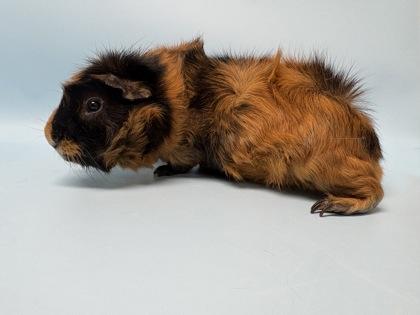 Nutmeg, Adoptable, Adult Male Guinea Pig.