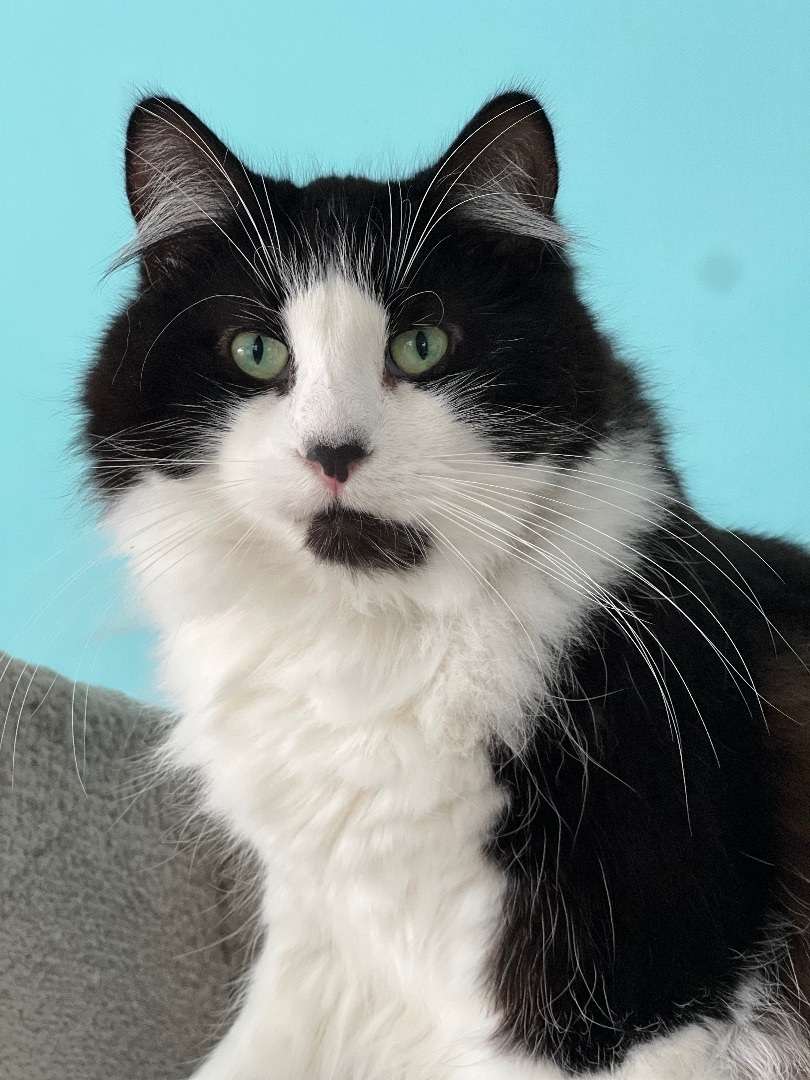 Ramsey, a Adoptable mixed breed in Arnprior, ON image 1/4