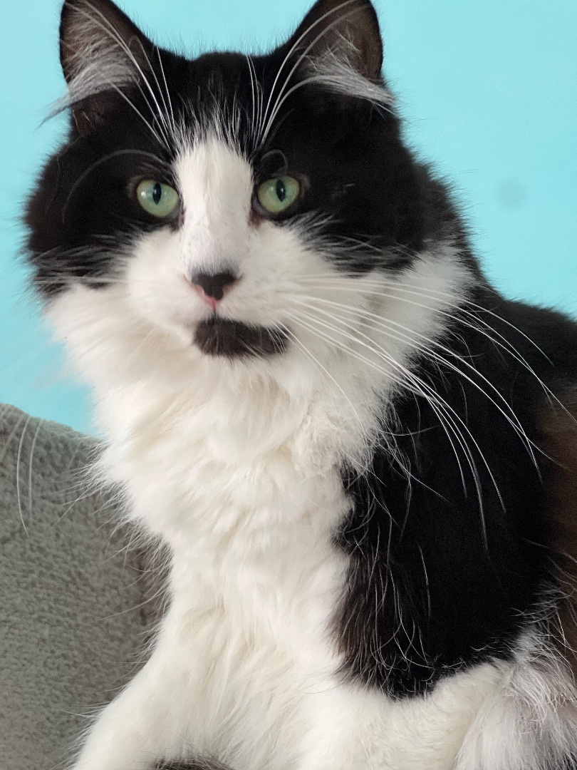 Ramsey, a Adoptable mixed breed in Arnprior, ON image 2/4