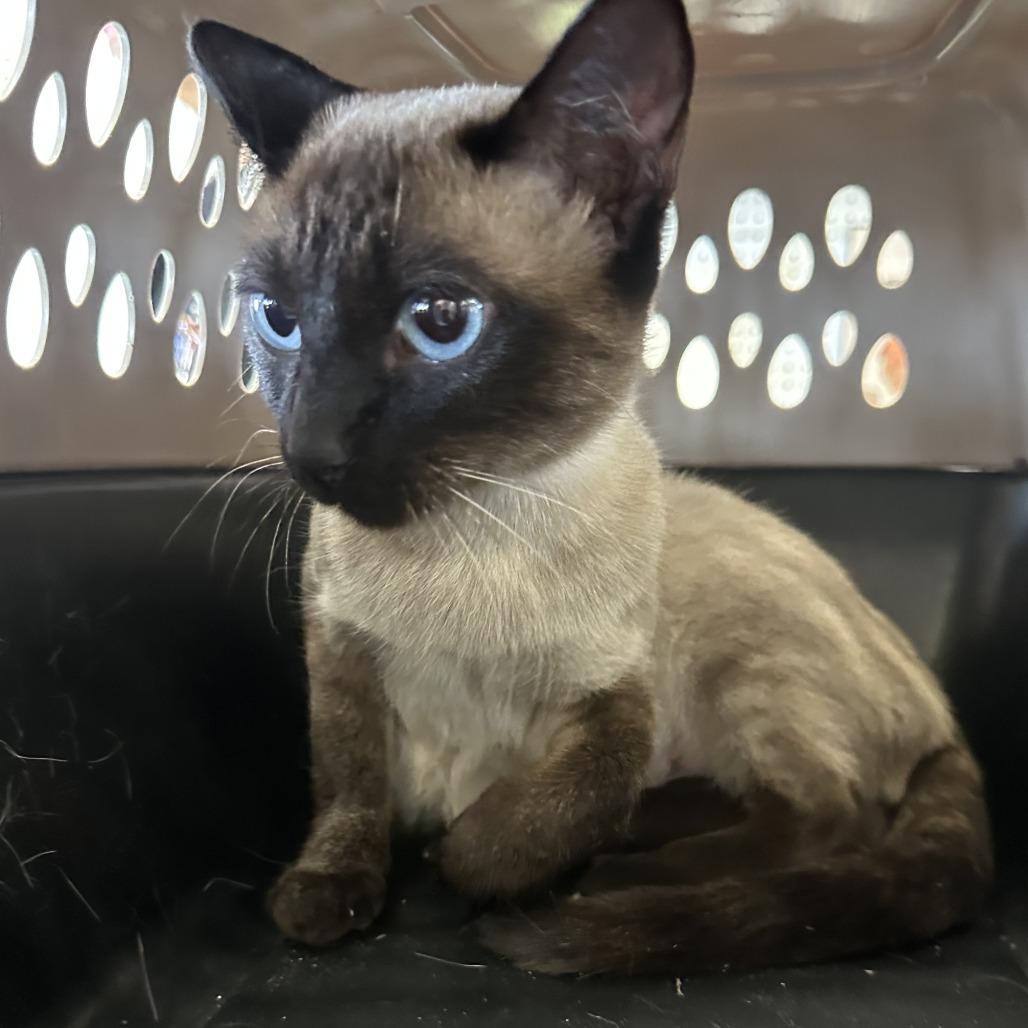 Enlarge Nala F-21690, a Adoptable Siamese in Oklahoma City, OK image 1/3