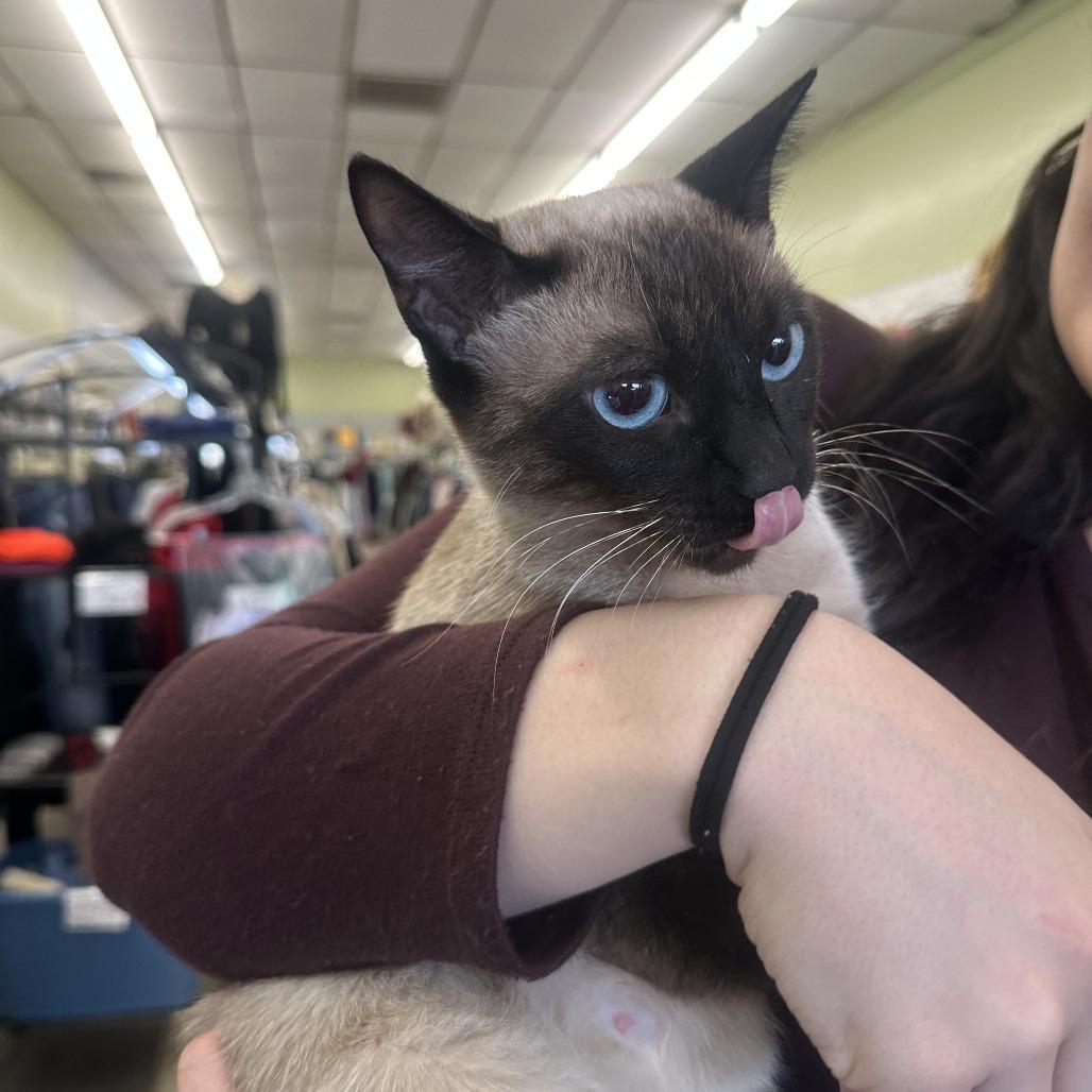 Enlarge Nala F-21690, a Adoptable Siamese in Oklahoma City, OK image 2/3