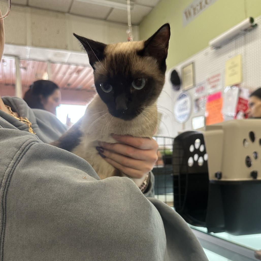 Enlarge Nala F-21690, a Adoptable Siamese in Oklahoma City, OK image 3/3