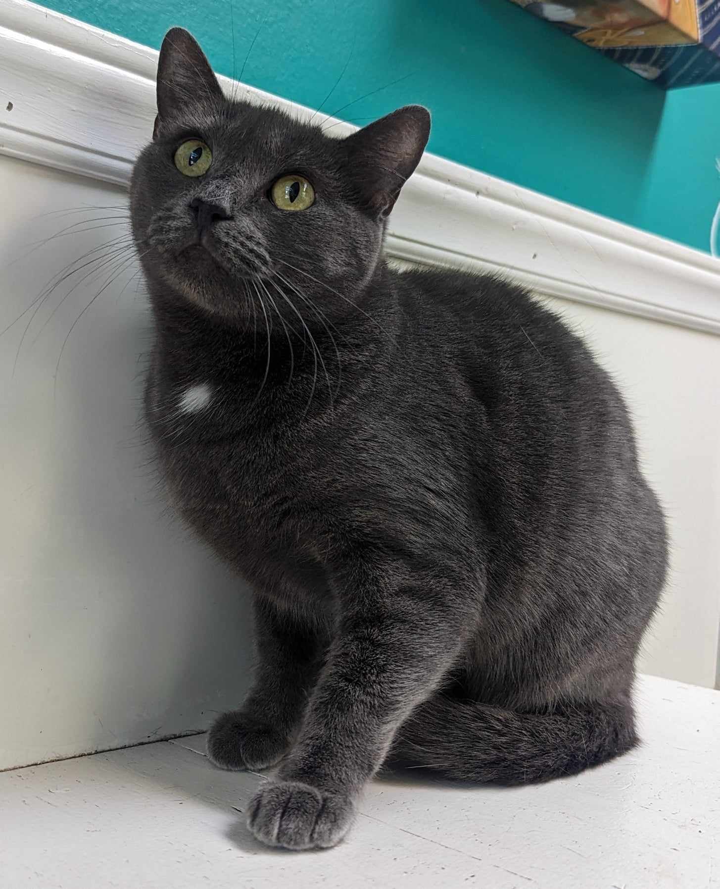 Ali Patterson, Adoptable, Adult Female Domestic Short Hair.