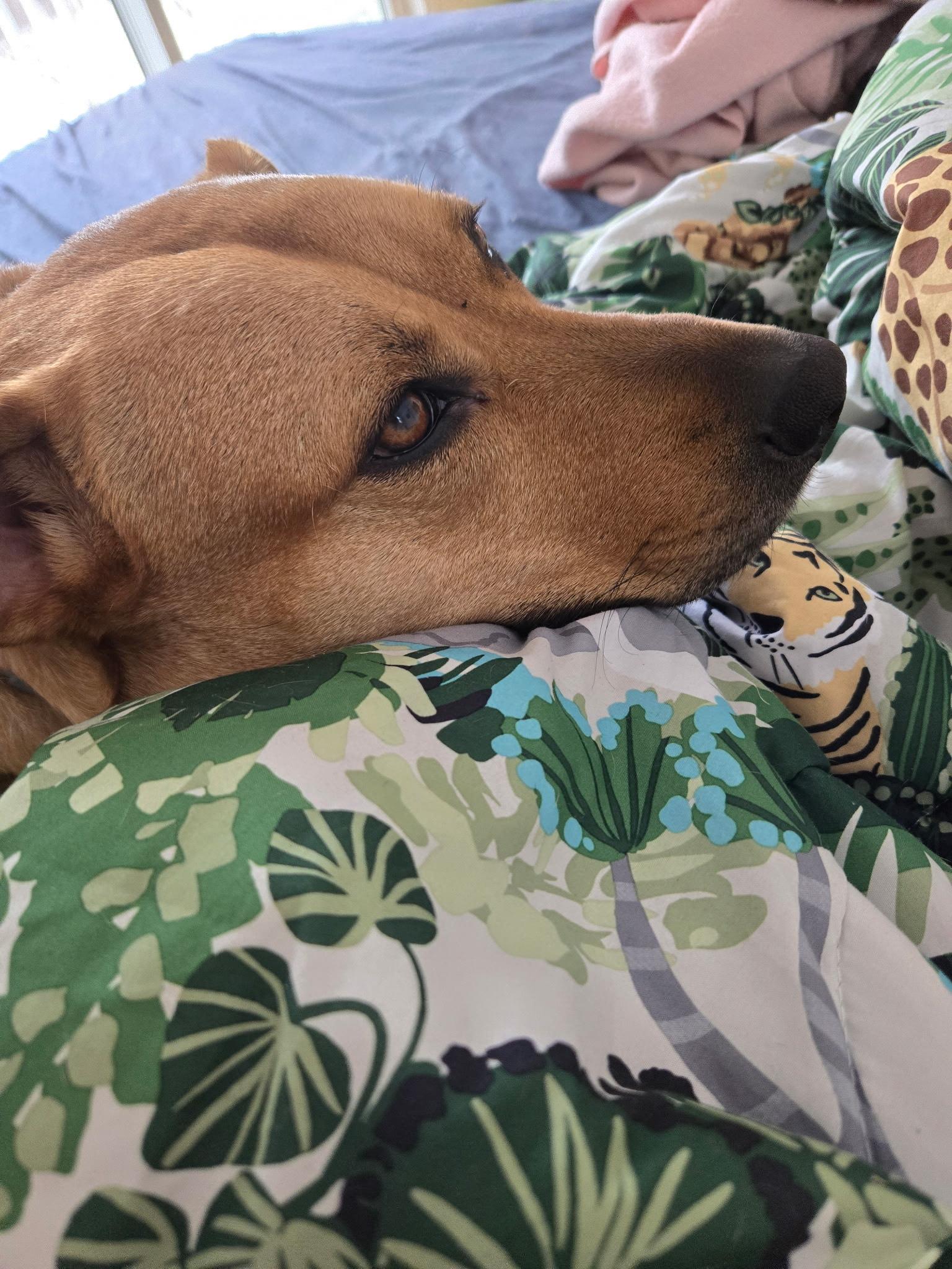 Enlarge Milo, a ADOPTABLE mixed breed in Hollis, NH image 1/5