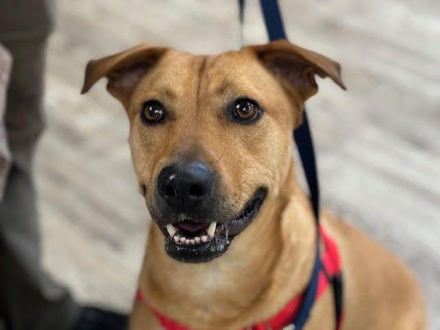 Enlarge Milo, a ADOPTABLE mixed breed in Hollis, NH image 2/5