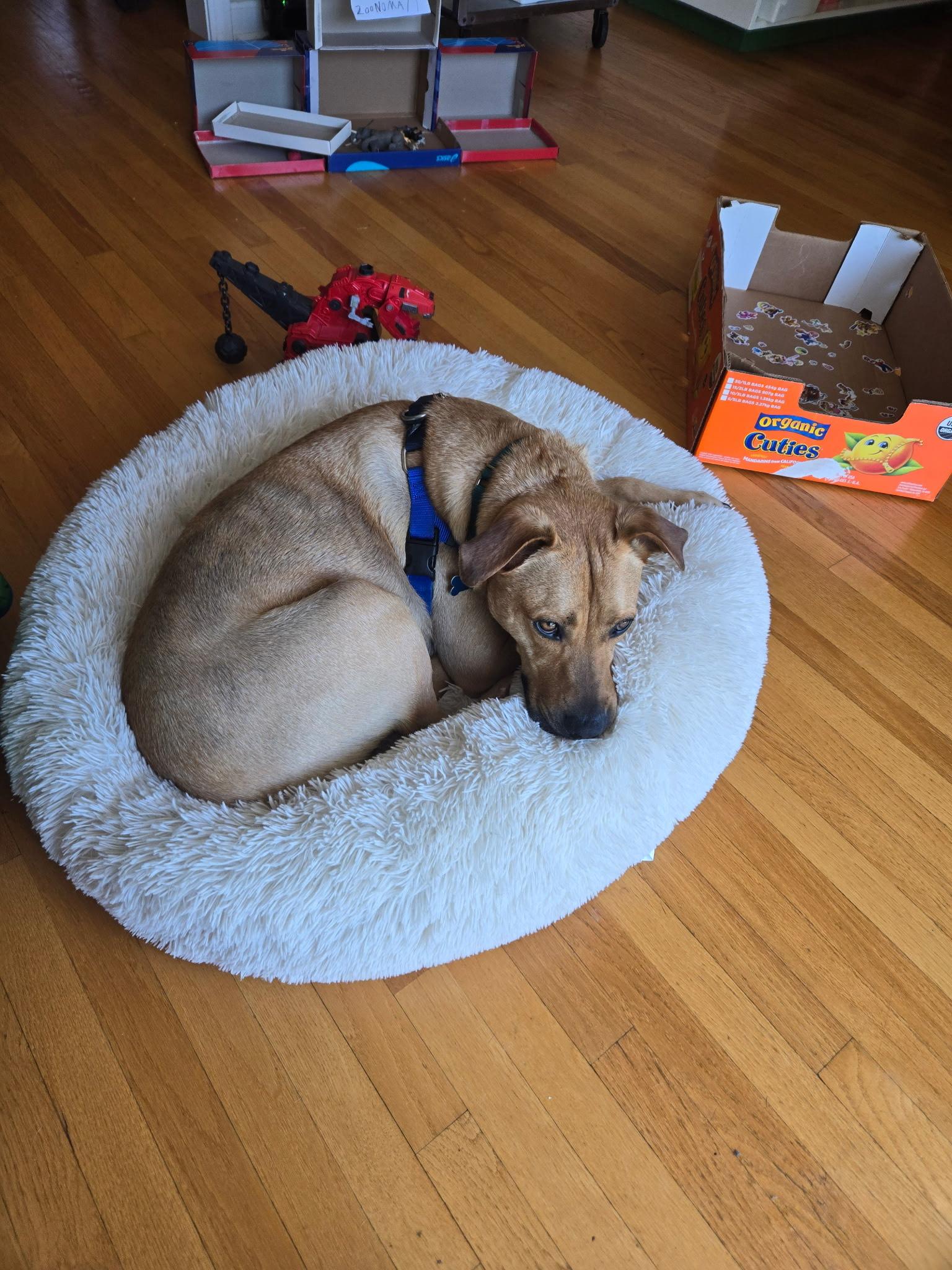 Enlarge Milo, a ADOPTABLE mixed breed in Hollis, NH image 3/5