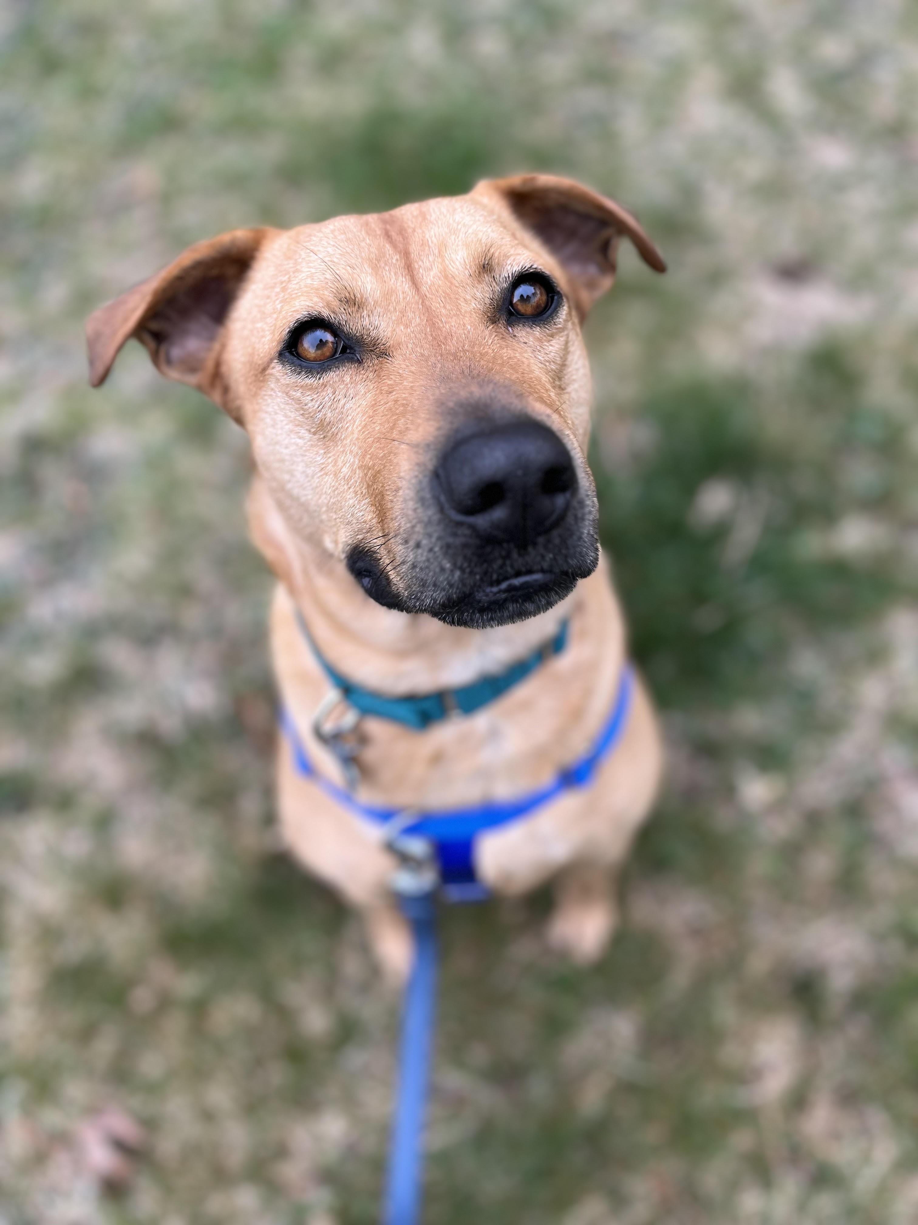 Enlarge Milo, a ADOPTABLE mixed breed in Hollis, NH image 4/5