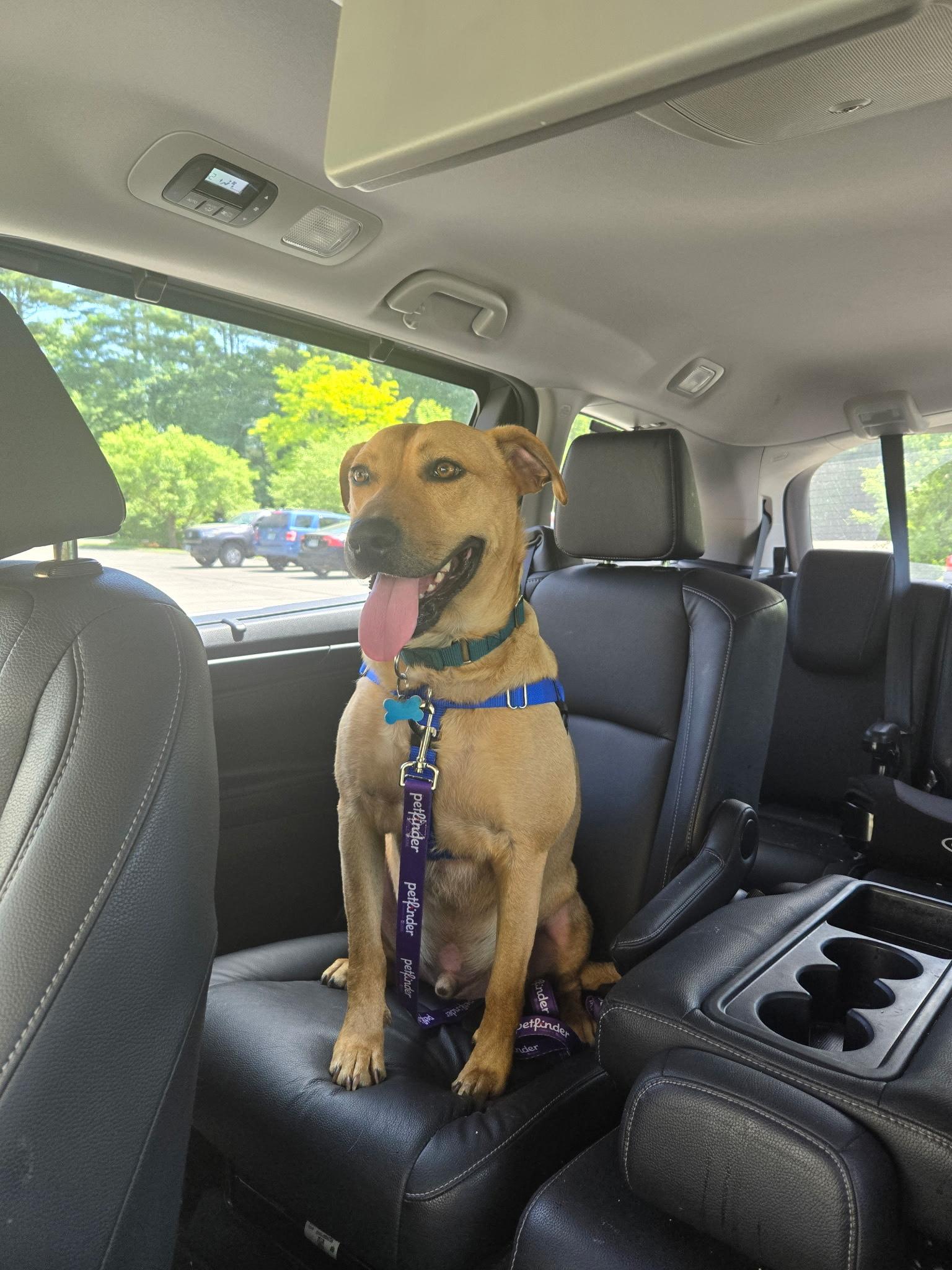 Enlarge Milo, a ADOPTABLE mixed breed in Hollis, NH image 5/5