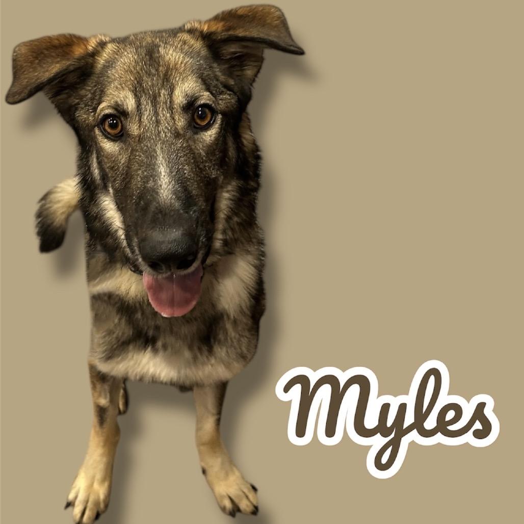 Myles, Adoptable, Adult Male German Shepherd Dog.